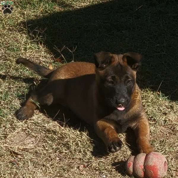 Maggie, Belgian Malinois Puppy