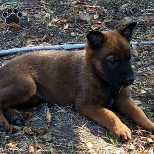 Molly, Belgian Malinois Puppy