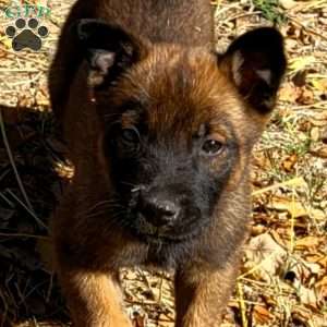 Molly, Belgian Malinois Puppy