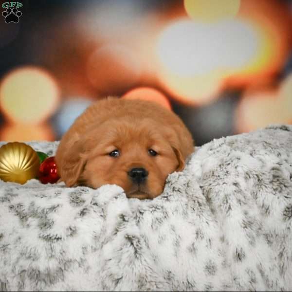 Skye, Golden Retriever Puppy