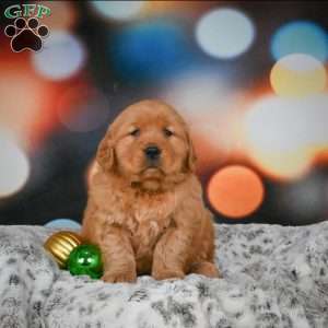Skye, Golden Retriever Puppy