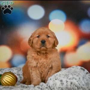 Skye, Golden Retriever Puppy