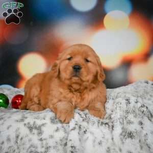 Skye, Golden Retriever Puppy
