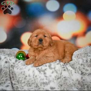 Skye, Golden Retriever Puppy