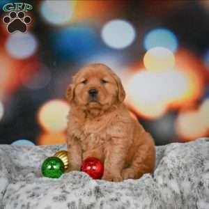 Skye, Golden Retriever Puppy