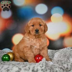 Chloe, Golden Retriever Puppy