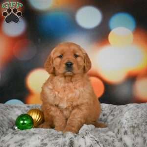 Chloe, Golden Retriever Puppy