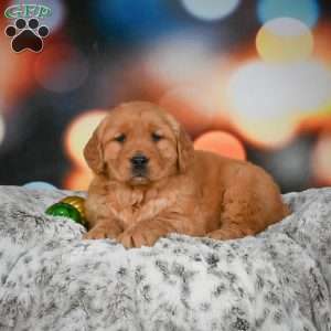 Chloe, Golden Retriever Puppy