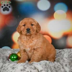 Chloe, Golden Retriever Puppy