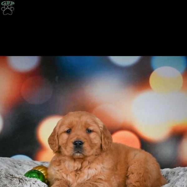 Chloe, Golden Retriever Puppy