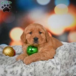 Chloe, Golden Retriever Puppy