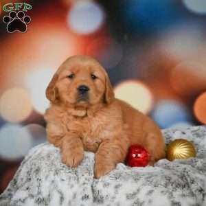 Bella, Golden Retriever Puppy