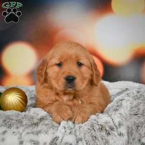 Bella, Golden Retriever Puppy