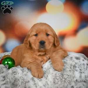 Bella, Golden Retriever Puppy