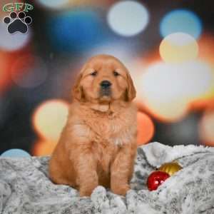 Bella, Golden Retriever Puppy