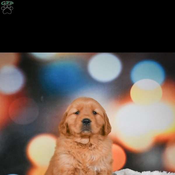 Bella, Golden Retriever Puppy