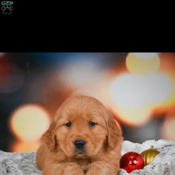 Bella, Golden Retriever Puppy