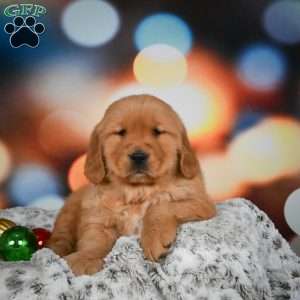 Mia, Golden Retriever Puppy