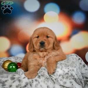 Mia, Golden Retriever Puppy