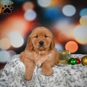 Mia, Golden Retriever Puppy