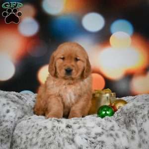 Mia, Golden Retriever Puppy
