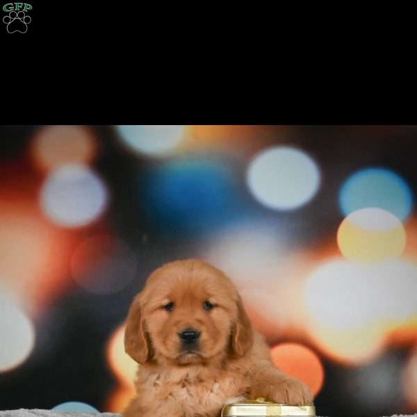 Mia, Golden Retriever Puppy