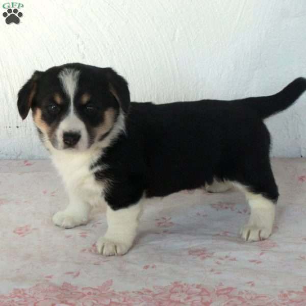 Sean, Welsh Corgi Mix Puppy