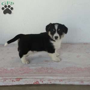 Sean, Welsh Corgi Mix Puppy