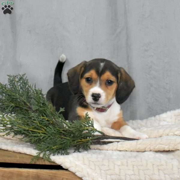 Selma, Beagle Mix Puppy