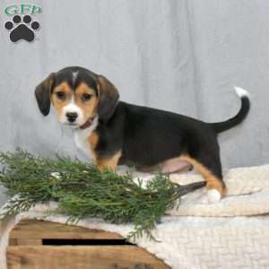 Selma, Beagle Mix Puppy