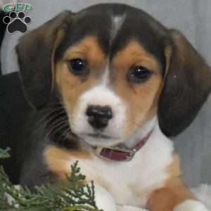Selma, Beagle Mix Puppy
