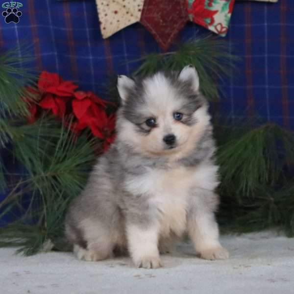 Seth, Pomsky Puppy