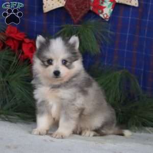 Seth, Pomsky Puppy