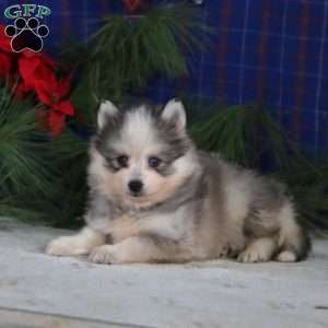Seth, Pomsky Puppy