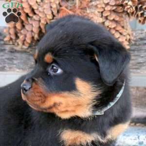Shadow, Rottweiler Puppy