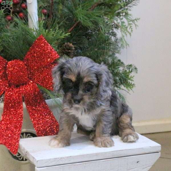 Shadow, Cavapoo Puppy