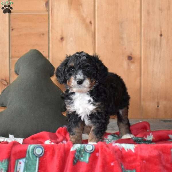 Shadow, Mini Bernedoodle Puppy