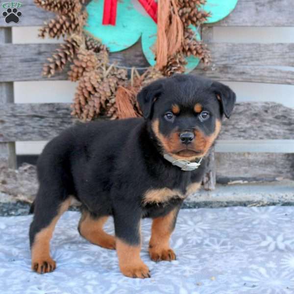 Shadow, Rottweiler Puppy