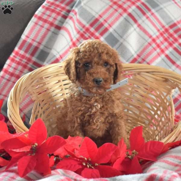 Shadow, Miniature Poodle Puppy