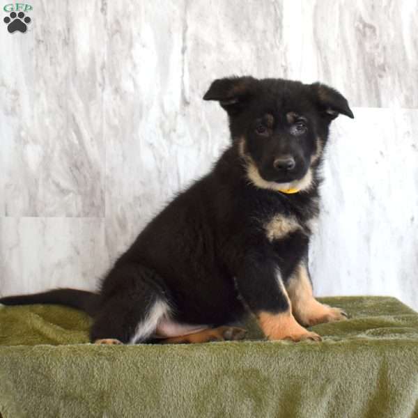 Shadow, German Shepherd Puppy