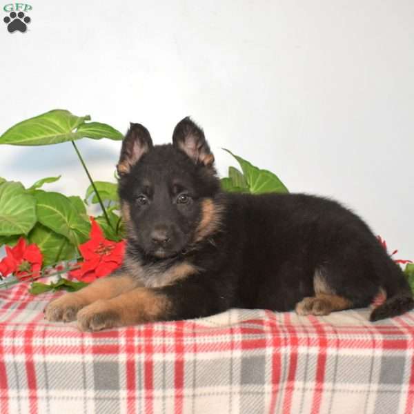 Shadow, German Shepherd Puppy