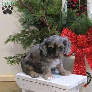 Shadow, Cavapoo Puppy