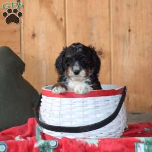 Shadow, Mini Bernedoodle Puppy