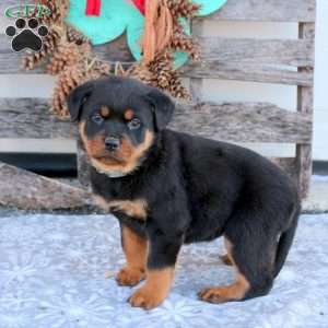 Shadow, Rottweiler Puppy
