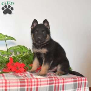 Shadow, German Shepherd Puppy