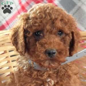 Shadow, Miniature Poodle Puppy