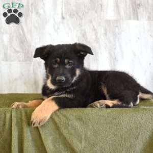 Shadow, German Shepherd Puppy