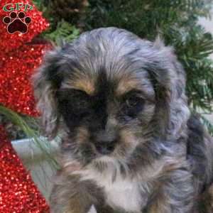 Shadow, Cavapoo Puppy
