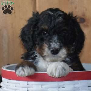 Shadow, Mini Bernedoodle Puppy