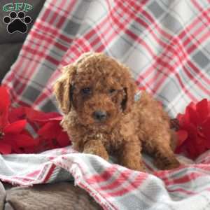 Shadow, Miniature Poodle Puppy